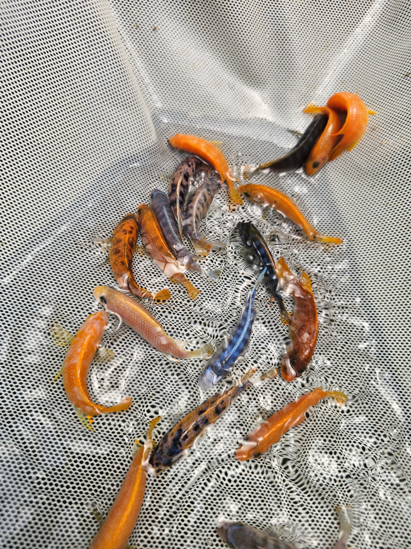 Medium Assorted Premium Mbuna in net