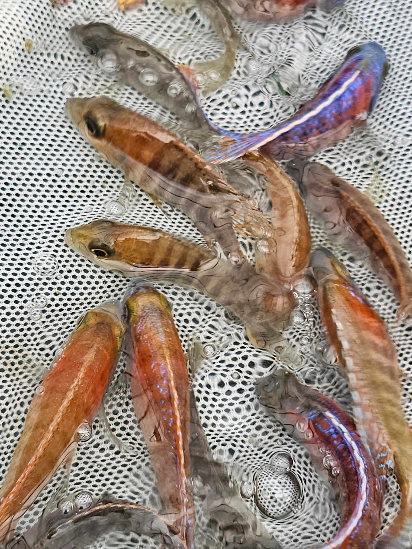 Ruby red phenocara